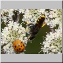 Lestica clypeata - Grabwespe w01d 12mm - OS-Hellern Wiese det.jpg